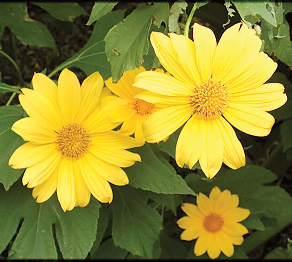 Lời cỏ hồng ảnh 1