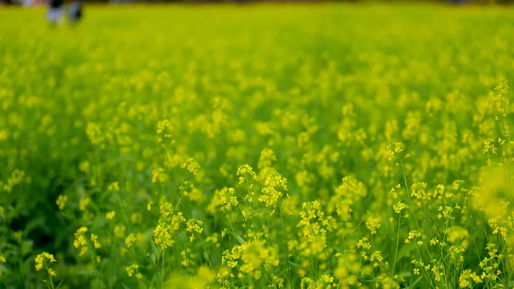 Ngắm hoa cải vàng rực rỡ trong nắng đông ảnh 7