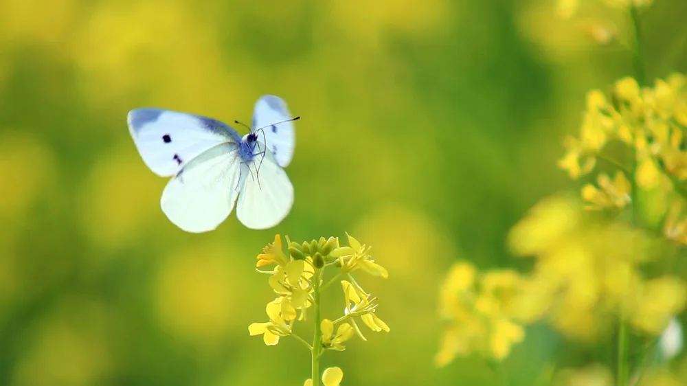 Ngắm hoa cải vàng rực rỡ trong nắng đông ảnh 6