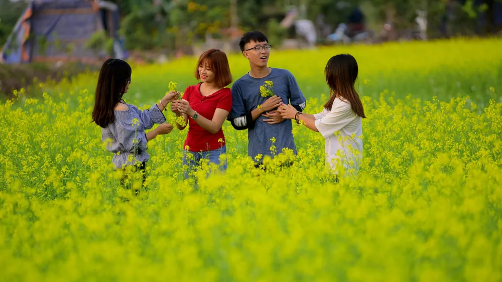 Ngắm hoa cải vàng rực rỡ trong nắng đông ảnh 14