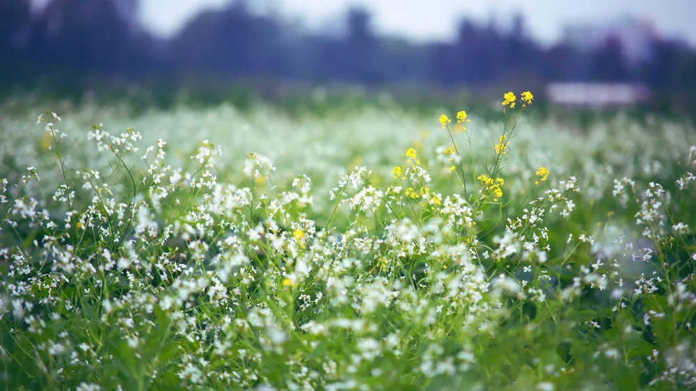 Ngắm hoa cải vàng rực rỡ trong nắng đông ảnh 5