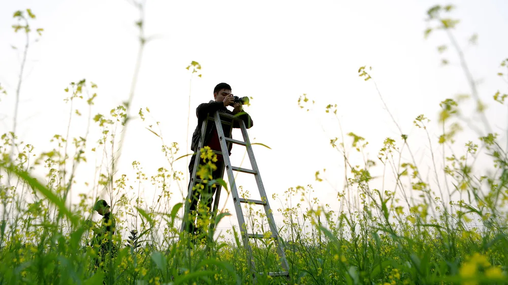 Ngắm hoa cải vàng rực rỡ trong nắng đông ảnh 15