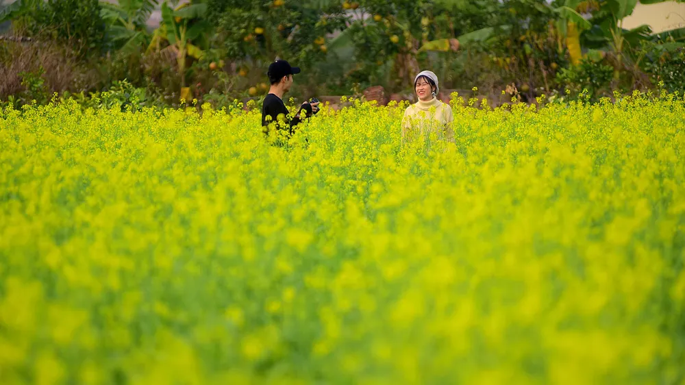 Ngắm hoa cải vàng rực rỡ trong nắng đông ảnh 12