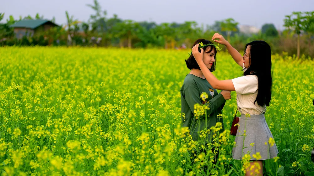 Ngắm hoa cải vàng rực rỡ trong nắng đông ảnh 13