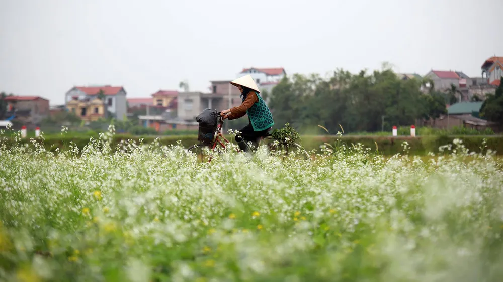 Ngắm hoa cải vàng rực rỡ trong nắng đông ảnh 4
