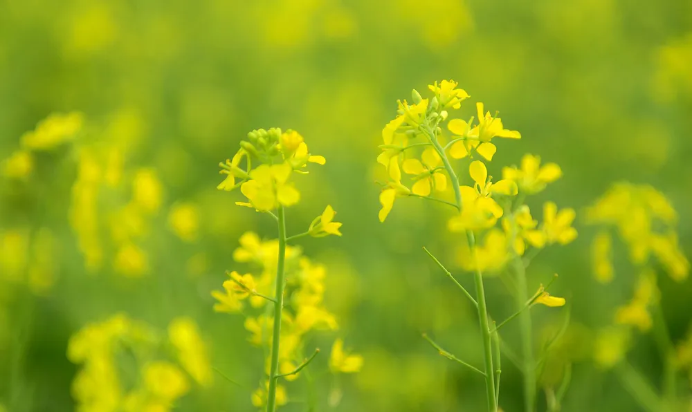 Ngắm hoa cải vàng rực rỡ trong nắng đông ảnh 1