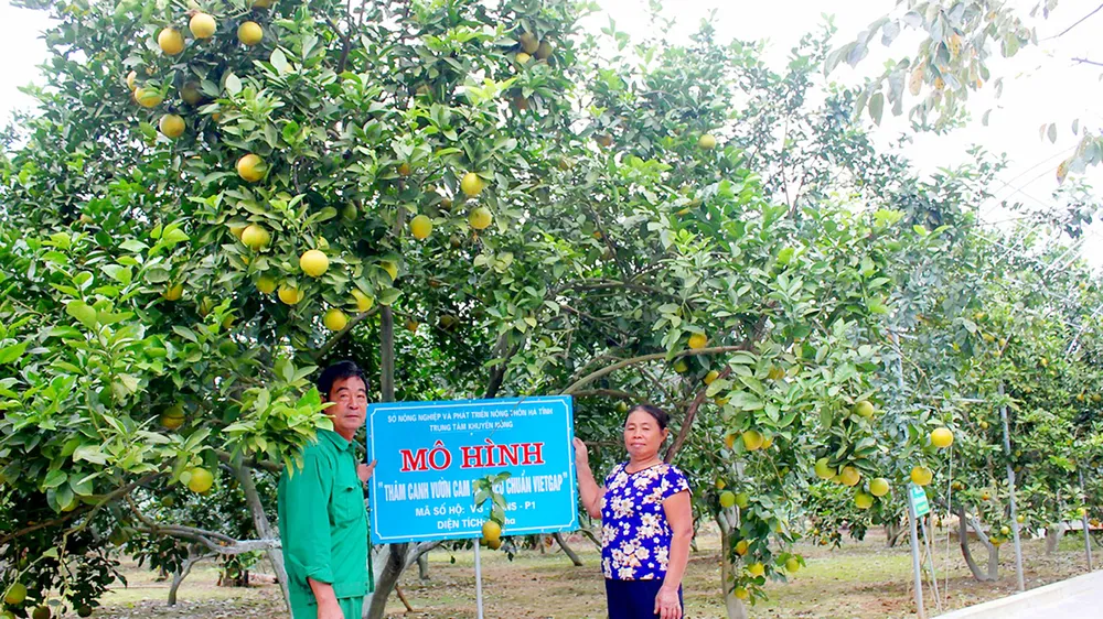 Ông Nguyễn Công Phụ và vợ bên vườn cam VietGAP mang lại hiệu quả kinh tế cao
