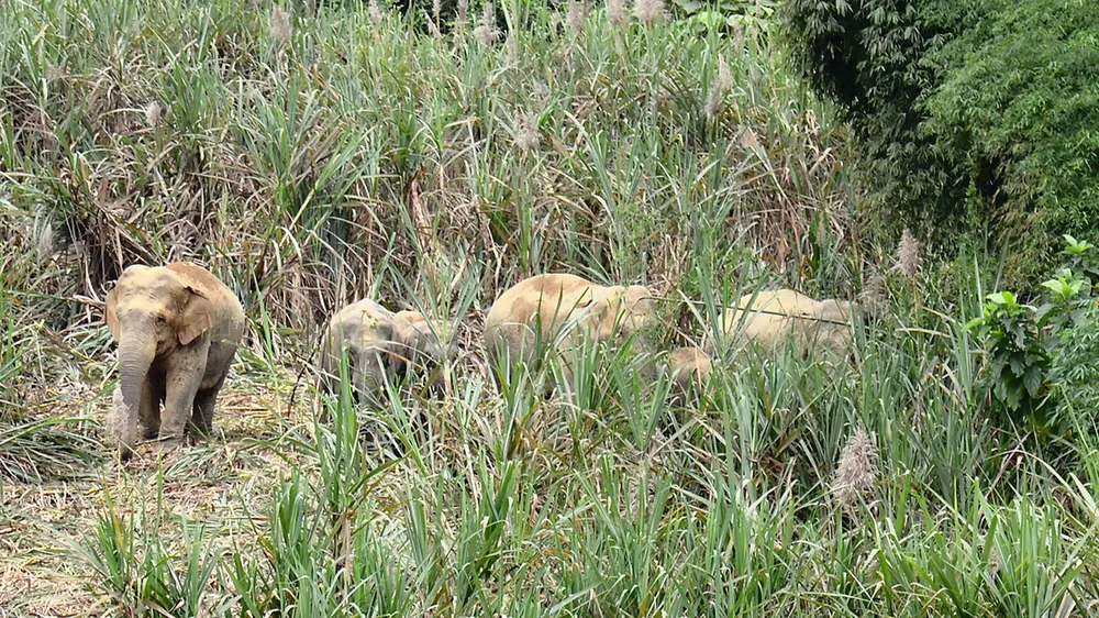 Tạo vùng sinh cảnh  cho voi rừng ảnh 1