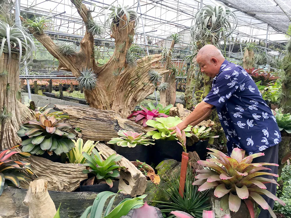 Vui buồn hoa tết  ảnh 1