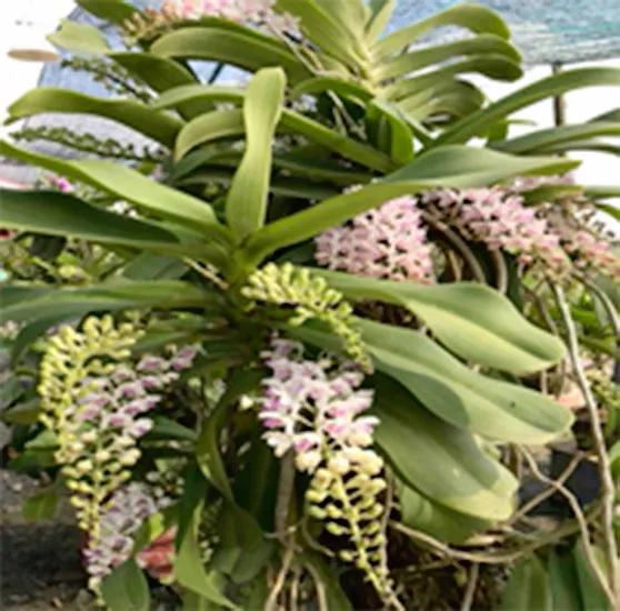 Làm giàu với nghề trồng hoa, cây kiểng ảnh 2