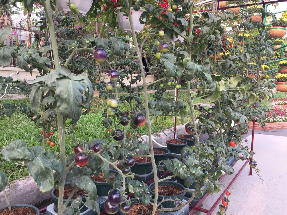 Khai mạc Hội hoa xuân KCN Hiệp Phước ảnh 4