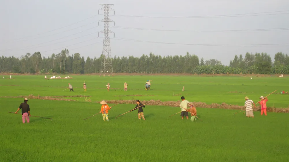 Nông dân Đồng Tháp chăm sóc lúa hè thu năm 2018