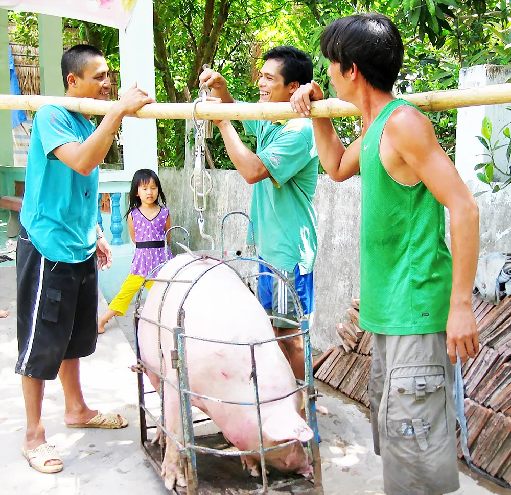 Heo hơi ở ĐBSCL tăng giá: Vừa mừng, vừa lo  ảnh 1