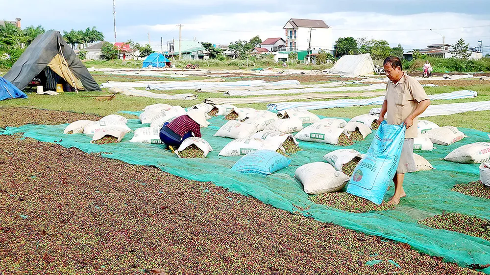 Tây Nguyên vỡ trận cây công nghiệp - Bài 2: Hệ lụy dây chuyền ảnh 1