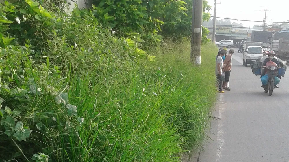 Vỉa hè um tùm cây dại