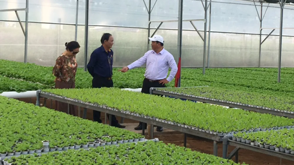 Những trang trại rau sạch  ảnh 1