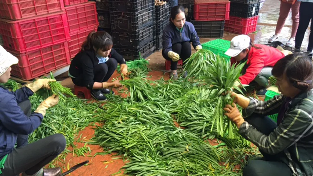 Những trang trại rau sạch  ảnh 3