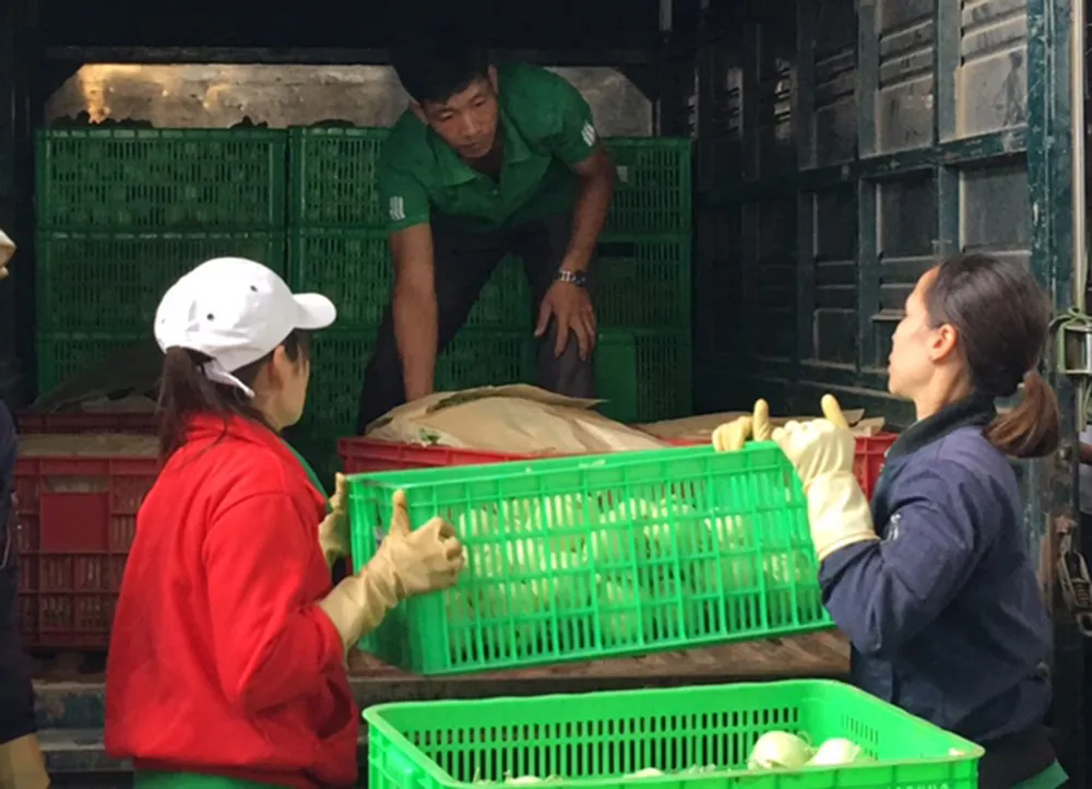 Những trang trại rau sạch  ảnh 5