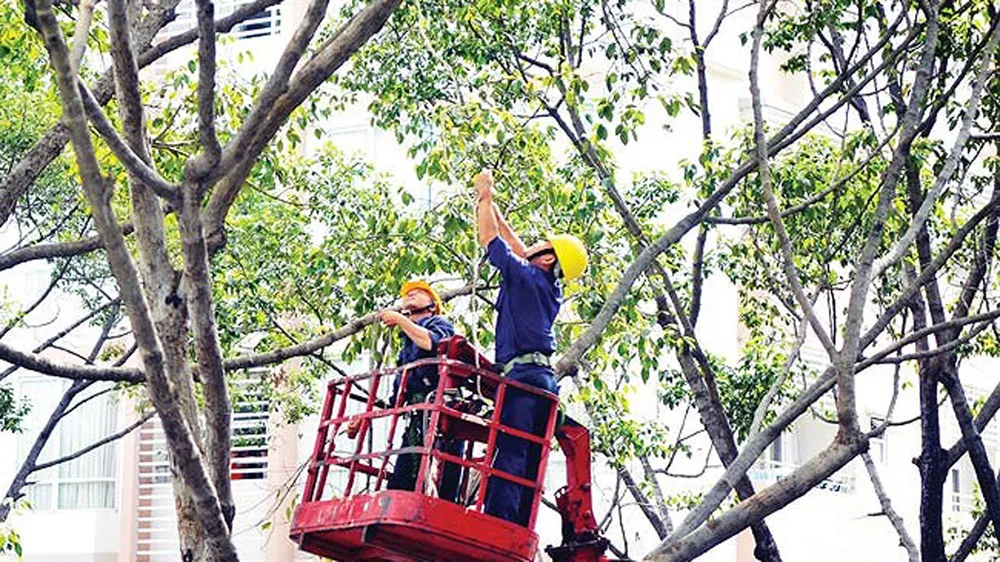 Cắt tỉa cây xanh mùa mưa bão