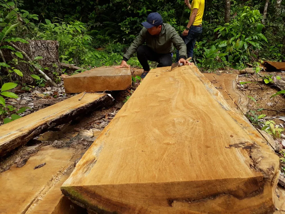 Công ty trồng rừng cưa cây tự nhiên ảnh 1