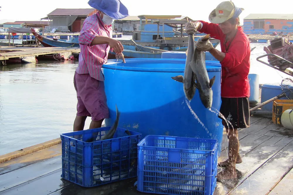 Niềm vui từ xã đảo Long Sơn ảnh 1