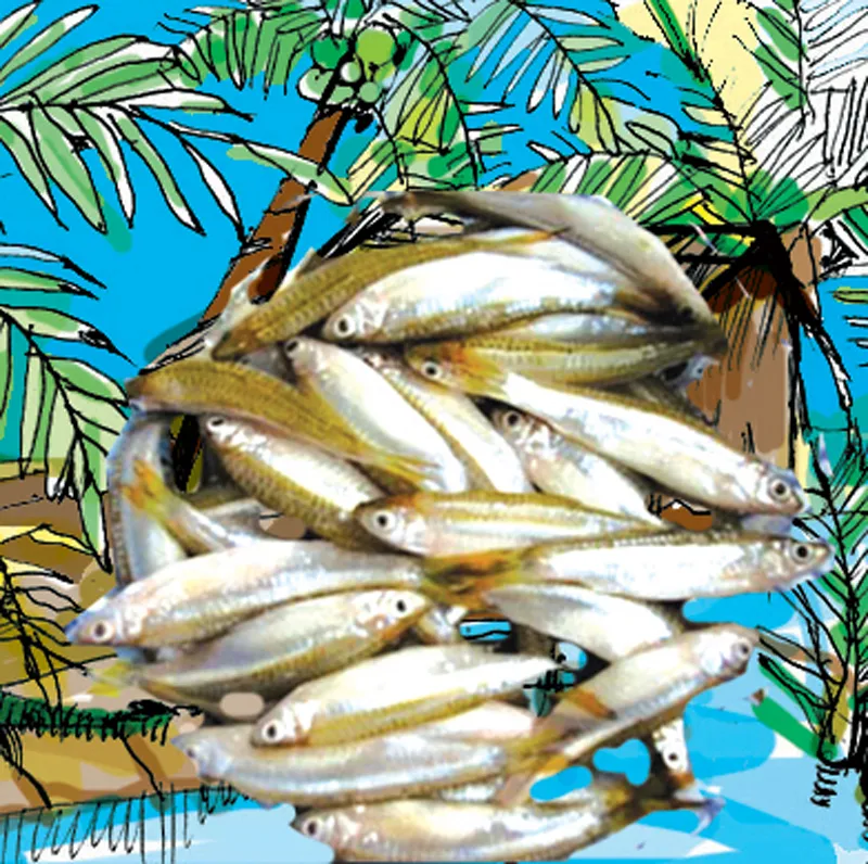 Lòng tong ăn bọt nước ảnh 1