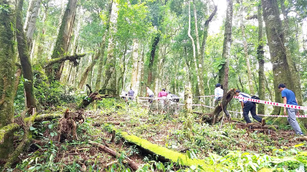 Cho thuê rừng để giữ rừng ảnh 1