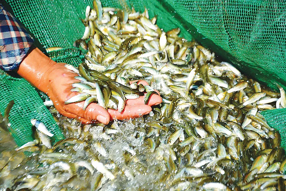 Mùa lũ an bình ở ĐBSCL  ảnh 7