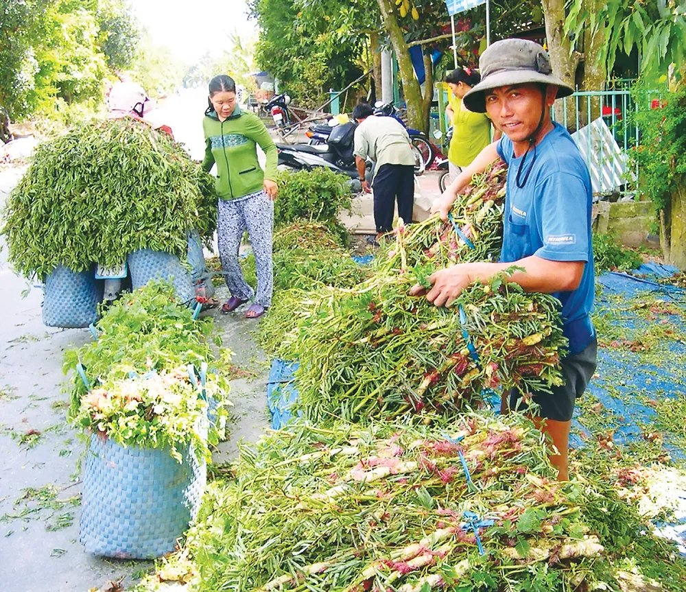 Mùa lũ an bình ở ĐBSCL  ảnh 6