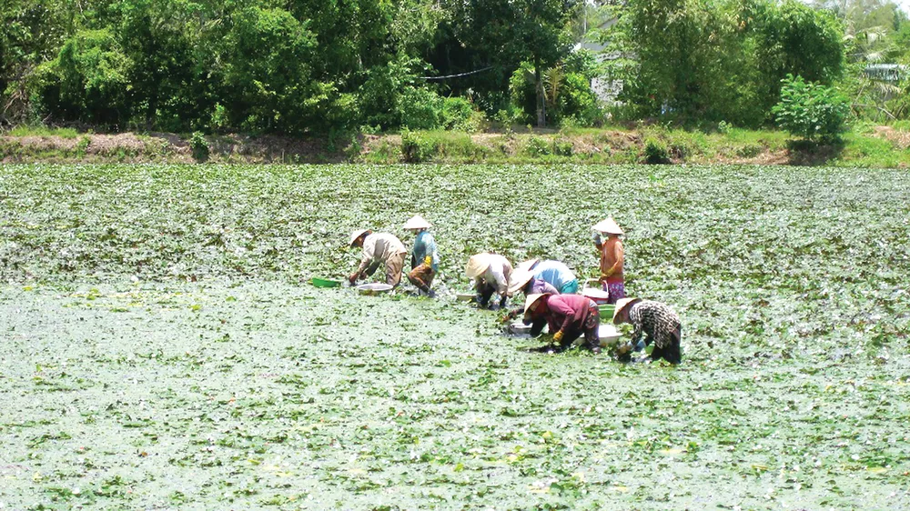 Mùa lũ an bình ở ĐBSCL  ảnh 5