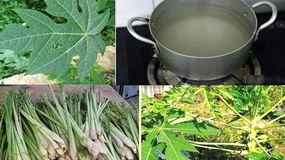 Trục lợi bằng tin nhảm về những lá cây “thần dược” ảnh 1