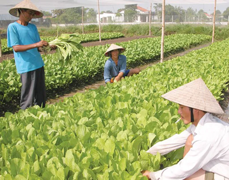 Hợp tác cung ứng nông sản an toàn ảnh 1