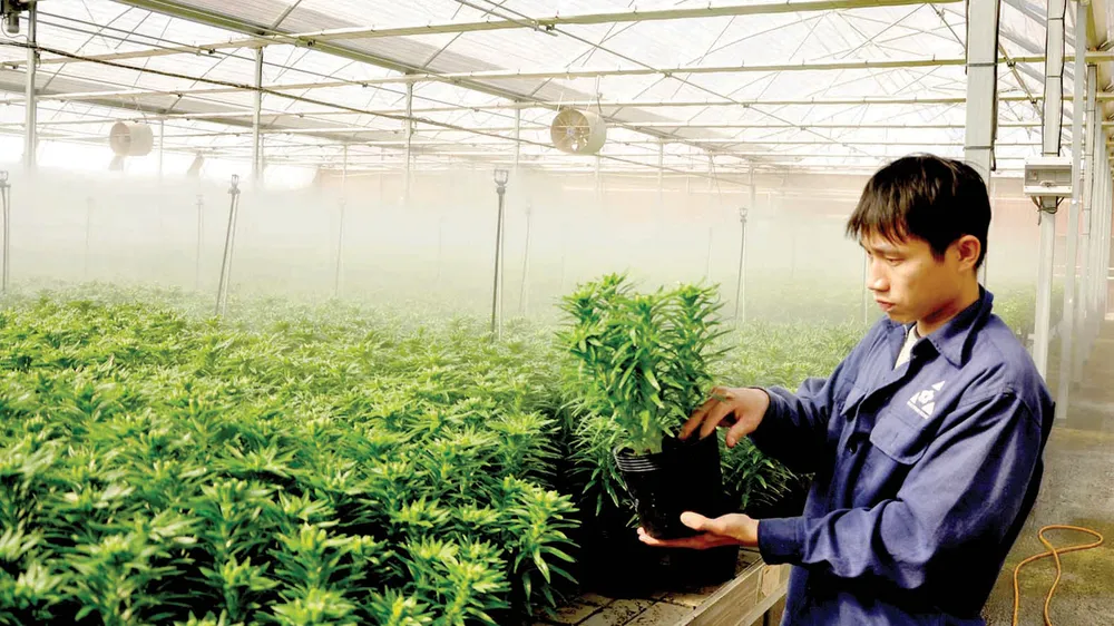 Trồng hoa công nghệ cao tại TP Đà Lạt. Ảnh: ĐOÀN KIÊN