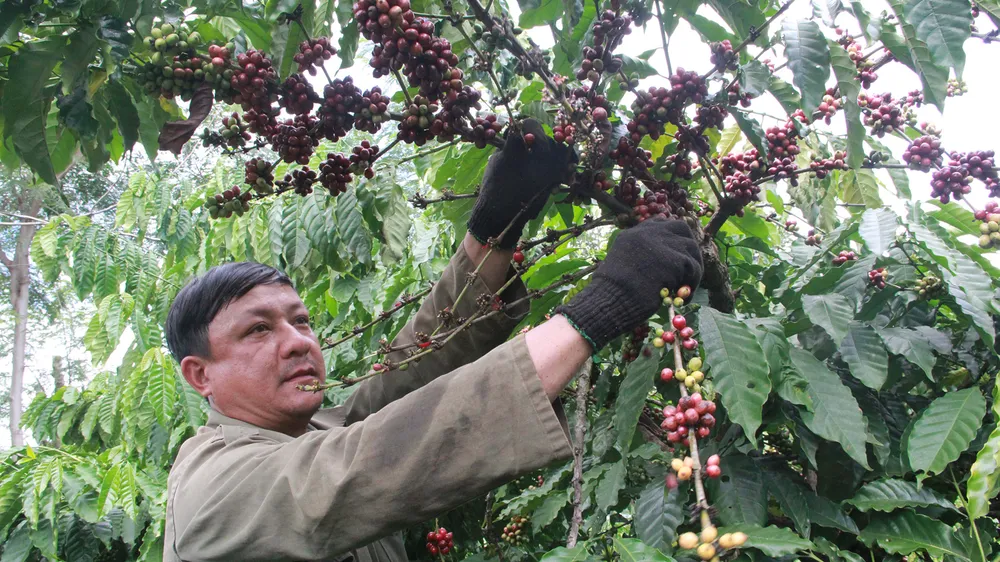  Nông dân Đắk Lắk không vui với vụ thu hoạch cà phê năm nay. Ảnh: ĐÔNG NGUYÊN