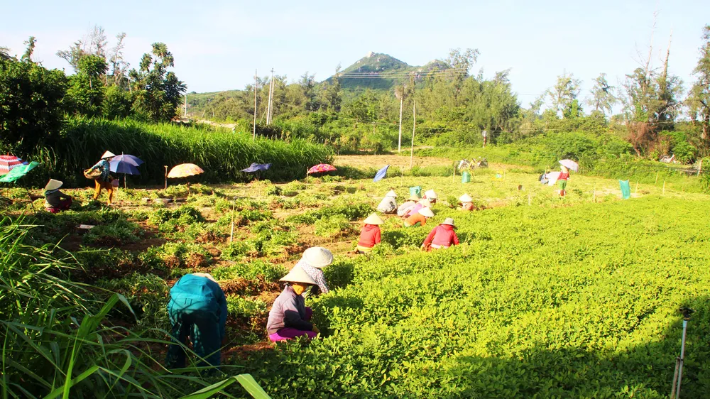 Đãi “vàng” trên cát bạc ảnh 2
