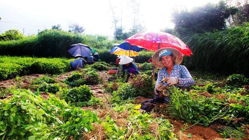 Đãi “vàng” trên cát bạc ảnh 5