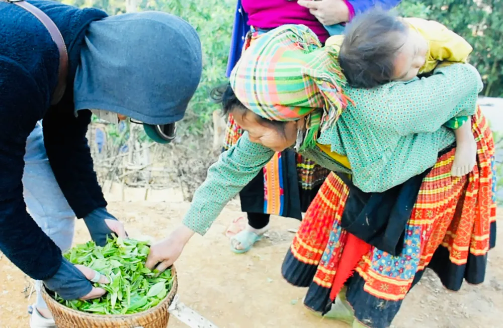 Hương trà cổ thụ giữa thiên đường mây ảnh 2