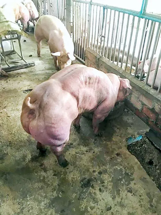 Năm Hợi bàn chuyện lạ về heo ảnh 4