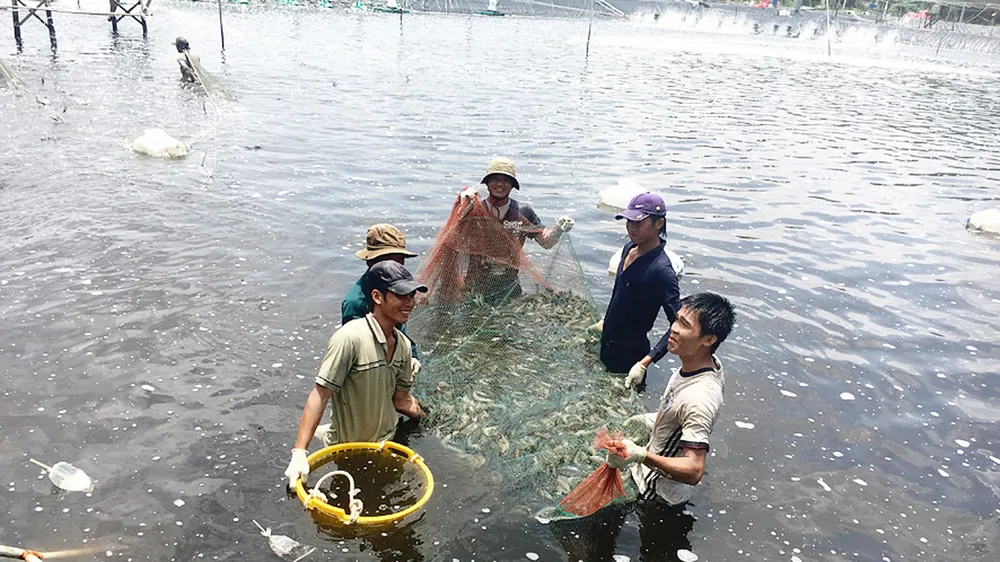 Ngành điện góp phần xây dựng nông thôn mới ảnh 2