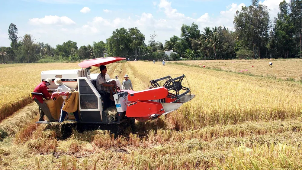 Những đồng lúa nhiệm màu ảnh 1