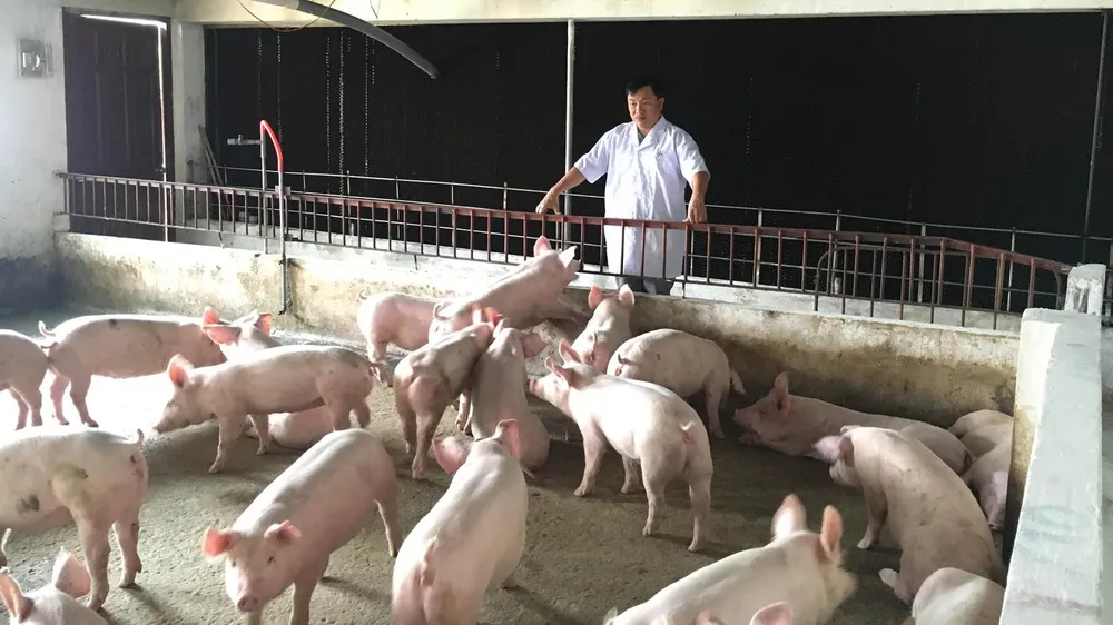 Mô hình chăn nuôi và chuyển giao heo giống tại HTX Tiên Phong