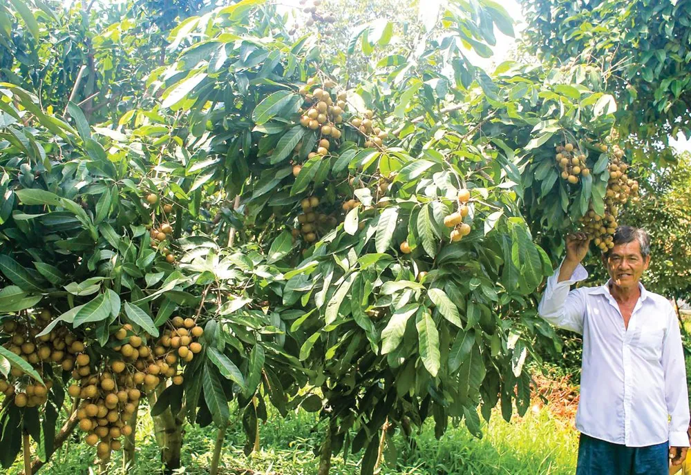 Nhãn Ido được nhiều bà con khu vực Đồng bằng sông Cửu Long ưu tiên lựa chọn để phát triển. Ảnh: PHÚC NGUYỄN