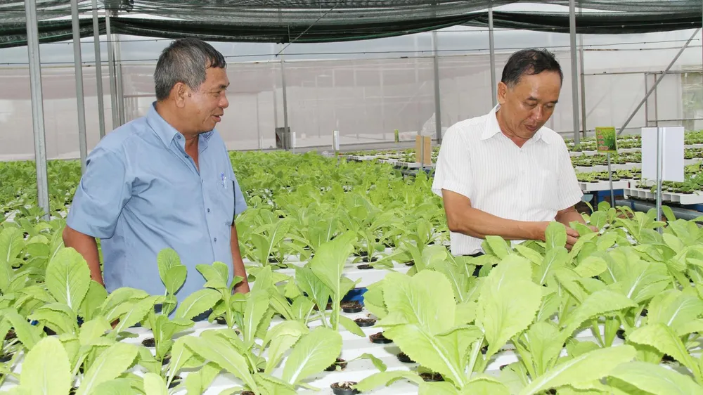 Trồng rau thủy canh tại HTX Xuân Lộc (quận 12, TPHCM). Ảnh: Đăng Lãm