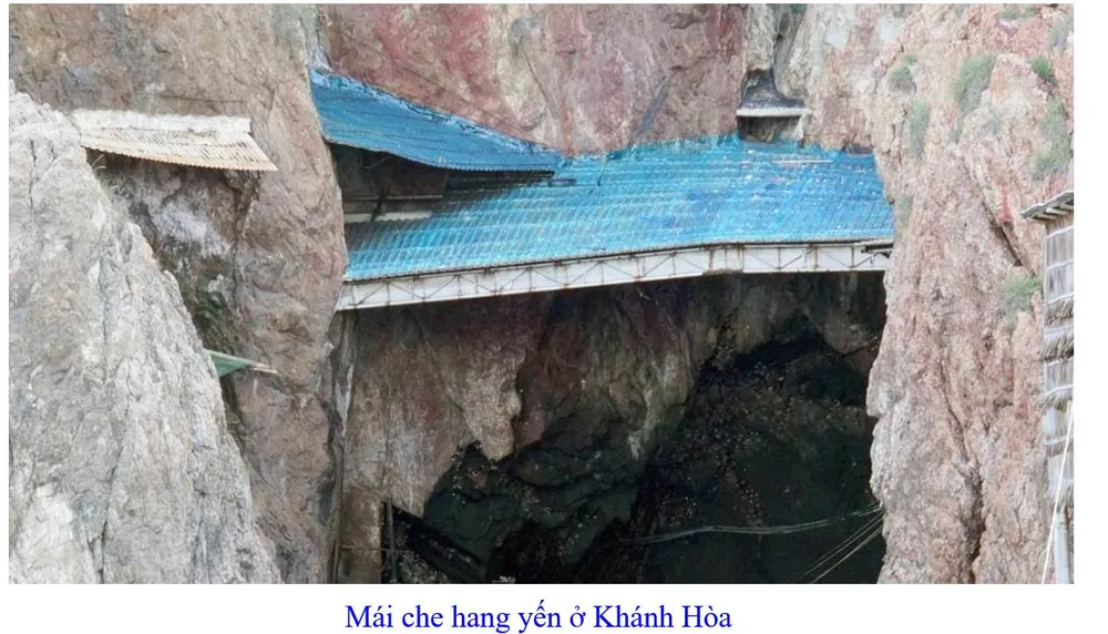 Phát triển bền vững nghề nuôi chim Yến tại Nam Trung bộ và Tây Nguyên ảnh 13