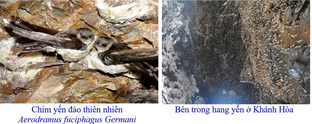 Phát triển bền vững nghề nuôi chim Yến tại Nam Trung bộ và Tây Nguyên ảnh 1