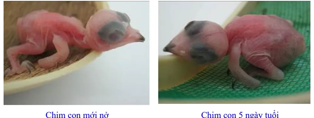 Phát triển bền vững nghề nuôi chim Yến tại Nam Trung bộ và Tây Nguyên ảnh 6