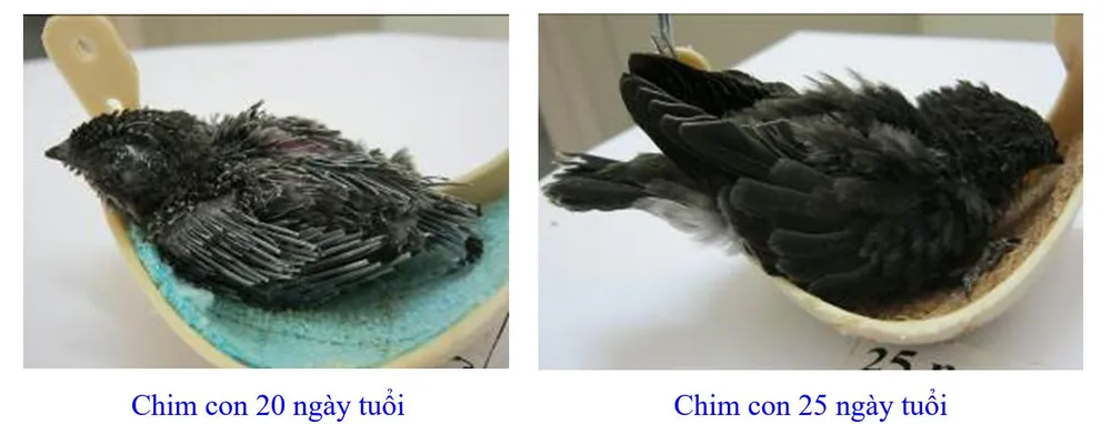 Phát triển bền vững nghề nuôi chim Yến tại Nam Trung bộ và Tây Nguyên ảnh 8