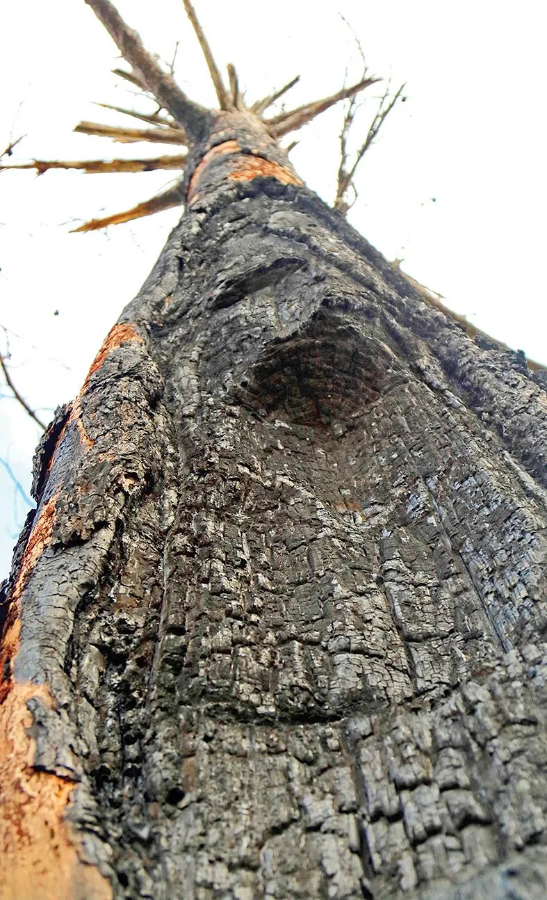 Rừng thông ứa “máu” ảnh 4