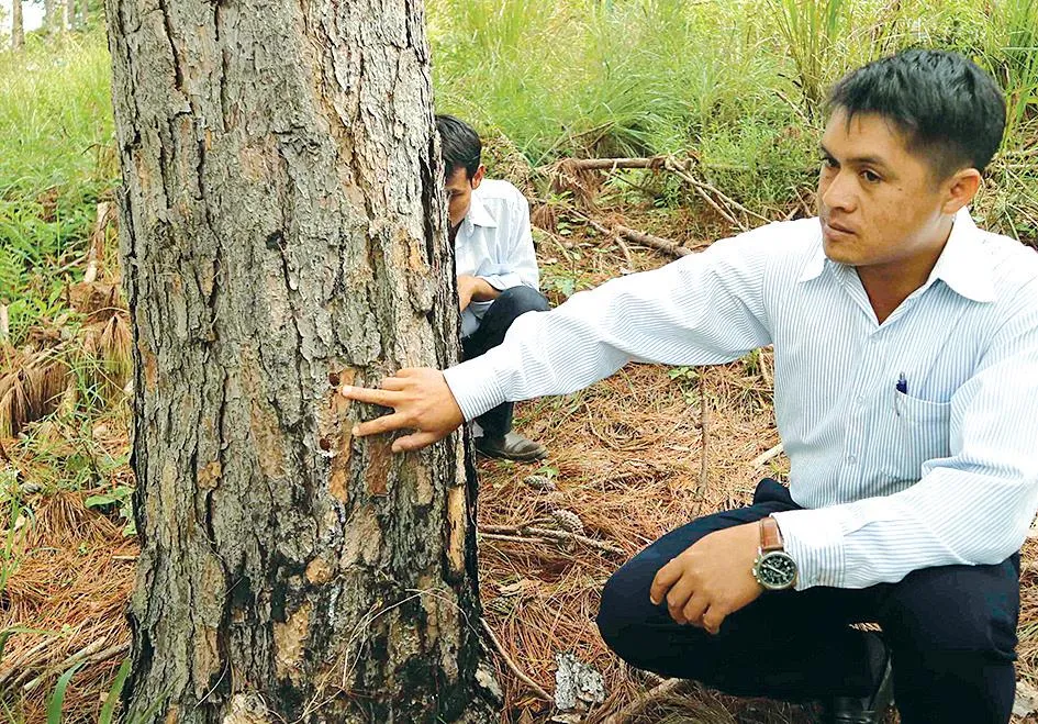 Rừng thông ứa “máu” ảnh 5