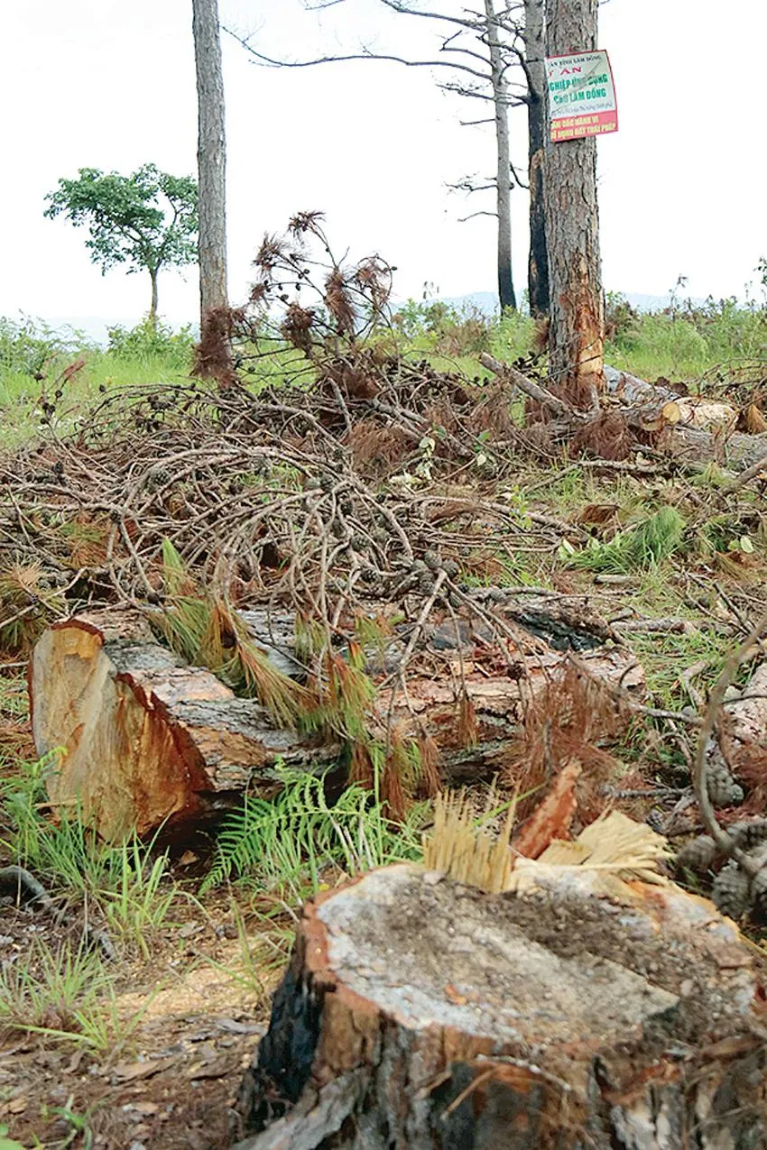 Rừng thông ứa “máu” ảnh 6